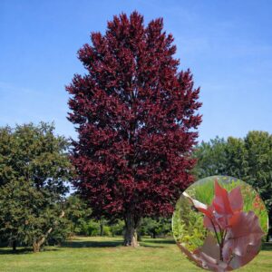 bordó levelű nyárfa ár, vörös levelű nyárfa, oszlopos nyárfa, gyors növekedésű díszfa, díszfa kertbe, különleges lombszínű fa, modern kertbe való fa, keskeny koronájú fa, bordó levelű nyárfa ár, vörös levelű nyárfa ára, nyárfa csemete eladó, oszlopos nyárfa rendelés, díszfa webáruház, nyárfa konténeres, nagy méretű díszfa vásárlás, előnevelt nyárfa, nyárfa növekedési ütem, milyen magasra nő a nyárfa, gyorsan növő árnyékot adó fa, keskeny lombkoronájú magas fa, kis helyigényű magas fa, nyárfa ültetése, nyárfa gondozása, nyárfa vízigénye, nyárfa talajigénye, nyárfa metszése, mikor ültessünk nyárfát, napos helyre való díszfa, takaráshoz gyorsan növő fa, szélfogó fa kertbe, utcafronti díszfa, modern ház mellé fa, árnyékoló gyors növekedésű fa, Populus deltoides Purple Tower, Purple Tower nyárfa, bordó levelű nyárfa, vörös levelű oszlopos fa, oszlopos nyárfa fajta, gyors növekedésű díszfa, keskeny koronájú magas fa, modern kertbe való fa, színes lombú díszfa, bíbor levelű fa kertbe, Populus deltoides fajta, dísz nyárfa vásárlás, Purple Tower nyárfa ár, bordó levelű fa eladó, konténeres nyárfa, előnevelt díszfa, nagy méretű nyárfa rendelés, gyorsan növő árnyékot adó fa, takaráshoz ültethető fa, szélfogó nyárfa, napos helyre való díszfa, nyárfa ültetése, nyárfa gondozása, nyárfa vízigénye, nyárfa talajigénye, oszlopos díszfa kertbe, utcafronti díszfa, modern ház mellé ültethető fa, látványos őszi lombszínű fa