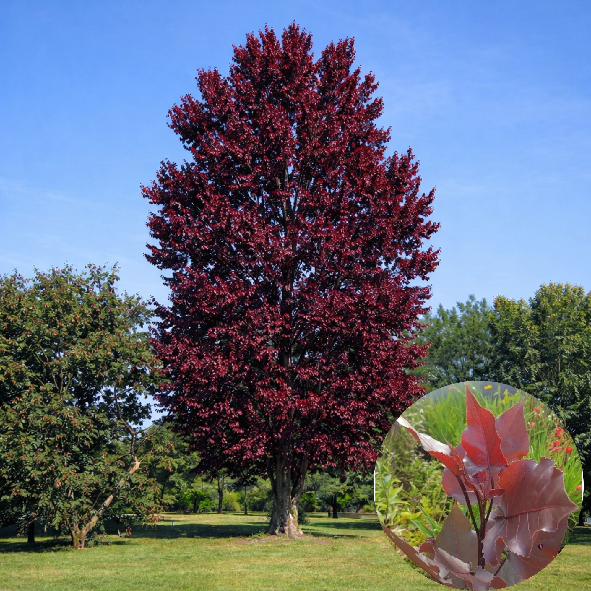 bordo-levelü-nyárfa-populus-deltoides-purple-tower-ár-diszfa-www.koronakert.hu bordó levelű nyárfa ár, vörös levelű nyárfa, oszlopos nyárfa, gyors növekedésű díszfa, díszfa kertbe, különleges lombszínű fa, modern kertbe való fa, keskeny koronájú fa, bordó levelű nyárfa ár, vörös levelű nyárfa ára, nyárfa csemete eladó, oszlopos nyárfa rendelés, díszfa webáruház, nyárfa konténeres, nagy méretű díszfa vásárlás, előnevelt nyárfa, nyárfa növekedési ütem, milyen magasra nő a nyárfa, gyorsan növő árnyékot adó fa, keskeny lombkoronájú magas fa, kis helyigényű magas fa, nyárfa ültetése, nyárfa gondozása, nyárfa vízigénye, nyárfa talajigénye, nyárfa metszése, mikor ültessünk nyárfát, napos helyre való díszfa, takaráshoz gyorsan növő fa, szélfogó fa kertbe, utcafronti díszfa, modern ház mellé fa, árnyékoló gyors növekedésű fa, Populus deltoides Purple Tower, Purple Tower nyárfa, bordó levelű nyárfa, vörös levelű oszlopos fa, oszlopos nyárfa fajta, gyors növekedésű díszfa, keskeny koronájú magas fa, modern kertbe való fa, színes lombú díszfa, bíbor levelű fa kertbe, Populus deltoides fajta, dísz nyárfa vásárlás, Purple Tower nyárfa ár, bordó levelű fa eladó, konténeres nyárfa, előnevelt díszfa, nagy méretű nyárfa rendelés, gyorsan növő árnyékot adó fa, takaráshoz ültethető fa, szélfogó nyárfa, napos helyre való díszfa, nyárfa ültetése, nyárfa gondozása, nyárfa vízigénye, nyárfa talajigénye, oszlopos díszfa kertbe, utcafronti díszfa, modern ház mellé ültethető fa, látványos őszi lombszínű fa