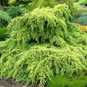 Cedrus deodara Golden horizon