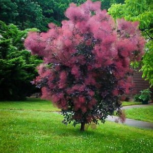 Cotinus Royal Purple Vörös Cserszömörce