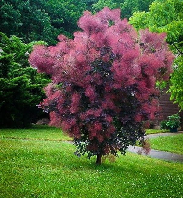 Cotinus Royal Purple Vörös Cserszömörce