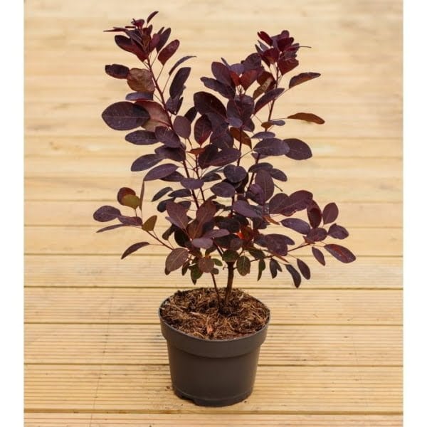 Cotinus-coggygria-Royal Purple Vörös cserszömörce