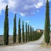 Cupressus Totem