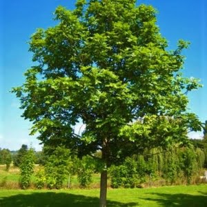 Fraxinus excelsior Altena magas kőris