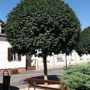Gömbkőris 'Mecsek' egy utcai parkban