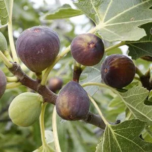 Ficus carica Early Violet