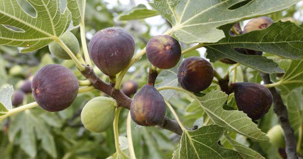 Ficus carica Early Violet