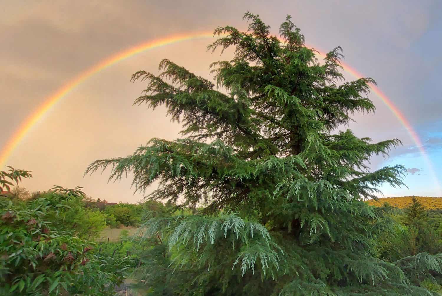 himalájai-cédrius-cedrus-deodara-ar-www.koronakert.hu