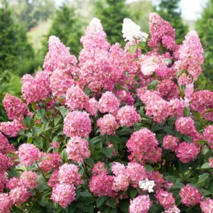 Bugás hortenzia "Pink Diamond"