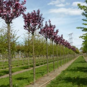 japan-diszcseresznye-csemete-ar-prunus_serrulata_royal_burgundy