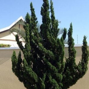 kínai boróka juniperus chinensis kaizuka