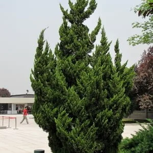 Juniperus Chinensis Kaizuka