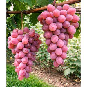 magnélküli szőlő jupiter, jupiter szőlő vásárlás, Vitis vinifera Jupiter ár, jupiter szőlő eladó, Vitis vinifera Jupiter konténeres, jupiter szőlő rendelés, Vitis vinifera Jupiter webshop, jupiter szőlő ültetése, Vitis vinifera Jupiter gondozása, jupiter szőlő metszése, Vitis vinifera Jupiter növekedés, jupiter szőlő magasság, Vitis vinifera Jupiter fagytűrés, jupiter szőlő kertbe, Vitis vinifera Jupiter betegségek, jupiter szőlő tippek, Vitis vinifera Jupiter konténer méret, jupiter szőlő ültetési távolság, Vitis vinifera Jupiter online vásárlás, jupiter szőlő vélemények, Vitis vinifera Jupiter növény árak, jupiter szőlő telepítési útmutató, Vitis vinifera Jupiter talajigény, jupiter szőlő napfényigény, Vitis vinifera Jupiter tápanyagigény, jupiter szőlő érése, Vitis vinifera Jupiter szőlő fajta jellemzők.