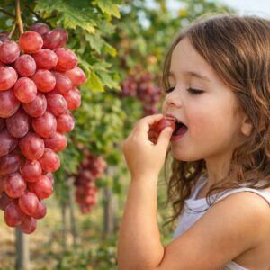 jupiter mag nélküli szőlő, jupiter szőlő vásárlás, Vitis vinifera Jupiter ár, jupiter szőlő eladó, Vitis vinifera Jupiter konténeres, jupiter szőlő rendelés, Vitis vinifera Jupiter webshop, jupiter szőlő ültetése, Vitis vinifera Jupiter gondozása, jupiter szőlő metszése, Vitis vinifera Jupiter növekedés, jupiter szőlő magasság, Vitis vinifera Jupiter fagytűrés, jupiter szőlő kertbe, Vitis vinifera Jupiter betegségek, jupiter szőlő tippek, Vitis vinifera Jupiter konténer méret, jupiter szőlő ültetési távolság, Vitis vinifera Jupiter online vásárlás, jupiter szőlő vélemények, Vitis vinifera Jupiter növény árak, jupiter szőlő telepítési útmutató, Vitis vinifera Jupiter talajigény, jupiter szőlő napfényigény, Vitis vinifera Jupiter tápanyagigény, jupiter szőlő érése, Vitis vinifera Jupiter szőlő fajta jellemzők.