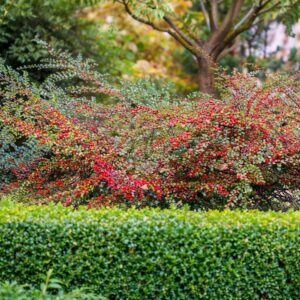 kerti madárbirs, madárbirs vásárlás, madárbirs ár, madárbirs eladó, madárbirs konténeres, madárbirs rendelés, madárbirs webshop, madárbirs ültetése, madárbirs gondozása, madárbirs metszése, madárbirs sövény, madárbirs sövény telepítés, madárbirs növekedés, madárbirs magasság, madárbirs talajtakaró, madárbirs fagytűrés, madárbirs télálló, madárbirs kertbe, madárbirs betegségek, madárbirs tippek, madárbirs ültetési távolság, madárbirs konténer méret, madárbirs online vásárlás, madárbirs vélemények, madárbirs növény árak, madárbirs talajigény, madárbirs napfényigény, madárbirs díszcserje, madárbirs örökzöld, madárbirs lombhullató, madárbirs fajták, Cotoneaster vásárlás, Cotoneaster ár, Cotoneaster eladó, kúszó madárbirs, kerti madárbirs, Cotoneaster horizontalis, kúszó madárbirs vásárlás, Cotoneaster horizontalis ár, kúszó madárbirs eladó, Cotoneaster horizontalis konténeres, kúszó madárbirs rendelés, Cotoneaster horizontalis webshop, kúszó madárbirs ültetése, Cotoneaster horizontalis gondozása, kúszó madárbirs metszése, kerti madárbirs talajtakaró, kúszó madárbirs növekedése, Cotoneaster horizontalis magasság, kúszó madárbirs szélesség, kúszó madárbirs fagytűrés, kerti madárbirs kertbe, kúszó madárbirs rézsűre, kúszó madárbirs talajtakaró növény, Cotoneaster horizontalis betegségek, kúszó madárbirs ültetési távolság, Cotoneaster horizontalis online vásárlás, kúszó madárbirs vélemények, Cotoneaster horizontalis növény árak, kúszó madárbirs talajigény, kerti madárbirs napfényigény, kúszó madárbirs díszcserje, Cotoneaster horizontalis telepítési útmutató