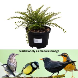 kerti madárbirs, madárbirs vásárlás, madárbirs ár, madárbirs eladó, madárbirs konténeres, madárbirs rendelés, madárbirs webshop, madárbirs ültetése, madárbirs gondozása, madárbirs metszése, madárbirs sövény, madárbirs sövény telepítés, madárbirs növekedés, madárbirs magasság, madárbirs talajtakaró, madárbirs fagytűrés, madárbirs télálló, madárbirs kertbe, madárbirs betegségek, madárbirs tippek, madárbirs ültetési távolság, madárbirs konténer méret, madárbirs online vásárlás, madárbirs vélemények, madárbirs növény árak, madárbirs talajigény, madárbirs napfényigény, madárbirs díszcserje, madárbirs örökzöld, madárbirs lombhullató, madárbirs fajták, Cotoneaster vásárlás, Cotoneaster ár, Cotoneaster eladó, kúszó madárbirs, kerti madárbirs, Cotoneaster horizontalis, kúszó madárbirs vásárlás, Cotoneaster horizontalis ár, kúszó madárbirs eladó, Cotoneaster horizontalis konténeres, kúszó madárbirs rendelés, Cotoneaster horizontalis webshop, kúszó madárbirs ültetése, Cotoneaster horizontalis gondozása, kúszó madárbirs metszése, kerti madárbirs talajtakaró, kúszó madárbirs növekedése, Cotoneaster horizontalis magasság, kúszó madárbirs szélesség, kúszó madárbirs fagytűrés, kerti madárbirs kertbe, kúszó madárbirs rézsűre, kúszó madárbirs talajtakaró növény, Cotoneaster horizontalis betegségek, kúszó madárbirs ültetési távolság, Cotoneaster horizontalis online vásárlás, kúszó madárbirs vélemények, Cotoneaster horizontalis növény árak, kúszó madárbirs talajigény, kerti madárbirs napfényigény, kúszó madárbirs díszcserje, Cotoneaster horizontalis telepítési útmutató