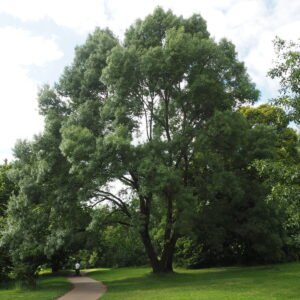 Magyar Kőris fa csemete díszfa ára "Raywood" "Fraxinus angustifolia" (konténeres díszfa)