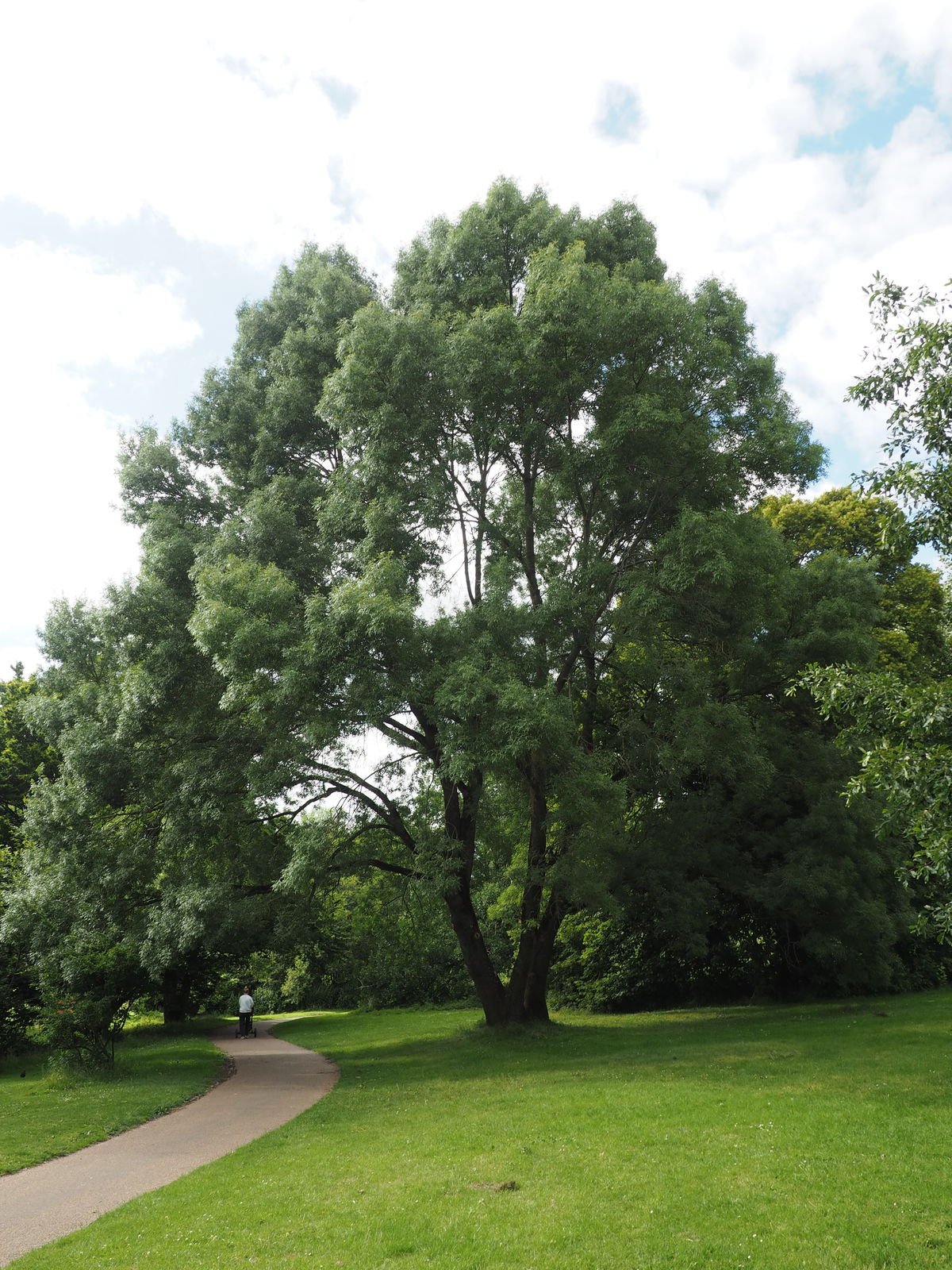 magyar köris-2 Magyar Kőris fa csemete díszfa ára "Raywood" "Fraxinus angustifolia" (konténeres díszfa)