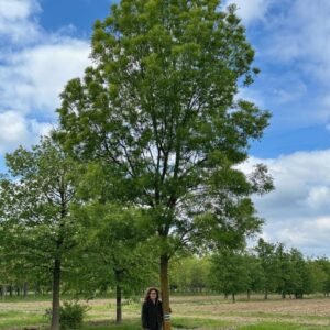 Magyar Kőris fa csemete díszfa ára "Raywood" "Fraxinus angustifolia" (konténeres díszfa)