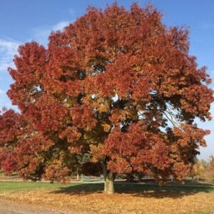 Magyar Kőris fa csemete díszfa ára "Raywood" "Fraxinus angustifolia" (konténeres díszfa)