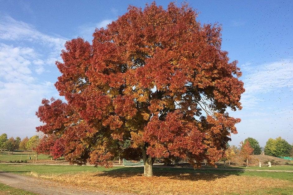 magyar köris-5 Magyar Kőris fa csemete díszfa ára "Raywood" "Fraxinus angustifolia" (konténeres díszfa)