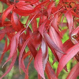 Magyar Kőris fa csemete díszfa ára "Raywood" "Fraxinus angustifolia" (konténeres díszfa)