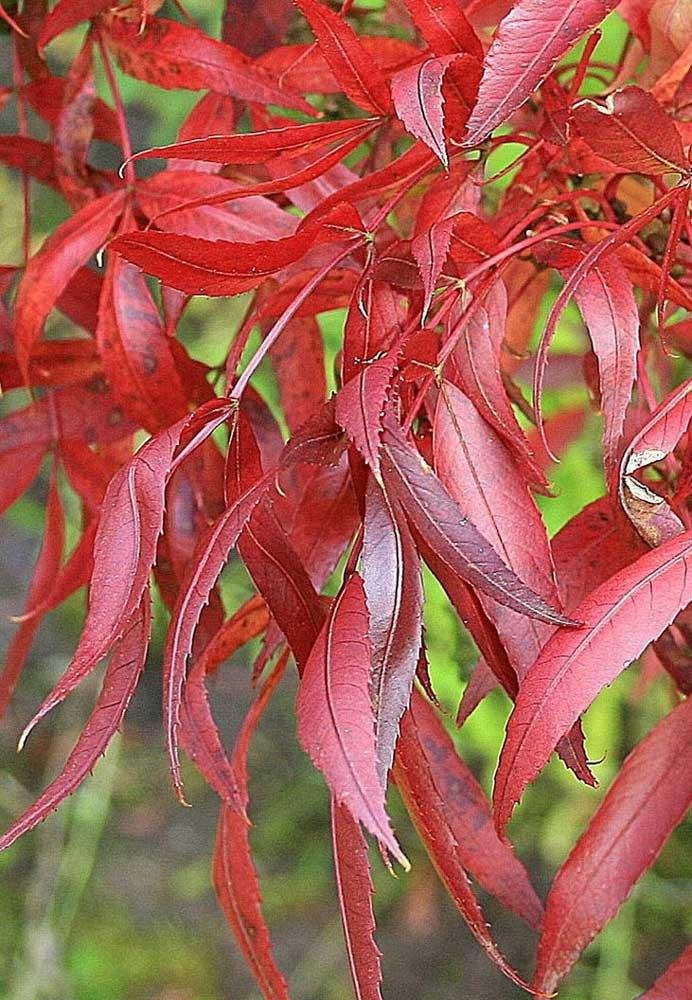 magyar köris-7 Magyar Kőris fa csemete díszfa ára "Raywood" "Fraxinus angustifolia" (konténeres díszfa)