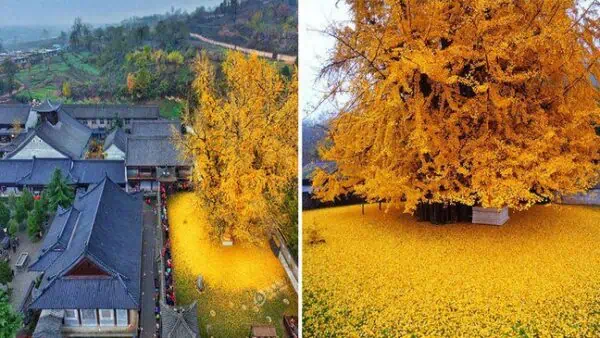 páfrányfenyő-ginkgo-biloba-mag-csemete-ára