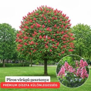 piros-viragu-vadgesztenye-diszfa-ár-Aesculus-×-carnea-Briotii-fa-www.koronakert.hu