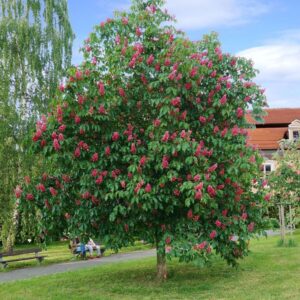 piros virágú vadgesztenye, Aesculus × carnea Briotiifajta, Aesculus × carnea Briotiifajta ár, piros virágú vadgesztenye vásárlás, Aesculus × carnea eladó, piros vadgesztenye konténeres, Aesculus carnea Briotiifajta rendelés, piros virágú vadgesztenye ültetése, Aesculus × carnea gondozása, piros virágú vadgesztenye metszése, Aesculus × carnea növekedés, piros virágú vadgesztenye magasság, Aesculus carnea Briotiifajta sövény, piros virágú vadgesztenye konténer méret, Aesculus × carnea fagytűrés, piros virágú vadgesztenye betegségek, Aesculus × carnea telepítési távolság, piros virágú vadgesztenye kertbe, Aesculus × carnea Briotiifajta vélemények, piros virágú vadgesztenye tippek, Aesculus × carnea díszfa, piros virágú vadgesztenye elültetése, Aesculus × carnea Briotiifajta webshop, piros virágú vadgesztenye rendelés, Aesculus × carnea növény árak, piros virágú vadgesztenye online vásárlás, Aesculus × carnea Briotiifajta ültetési útmutató, piros virágú vadgesztenye gondozási tanácsok, Aesculus × carnea Briotiifajta téli gondozás, piros virágú vadgesztenye virágzás ideje, Aesculus × carnea Briotiifajta jellemzők, piros virágú vadgesztenye méret növekedés.