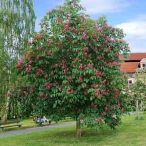 piros-viragu-gesztenye-diszfa-ár-Aesculus-×-carnea-Briotii-fa-www.koronakert.hu