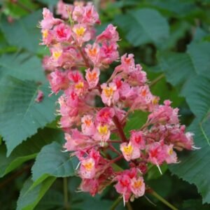 piros-viragu-gesztenye-diszfa-ár-Aesculus-×-carnea-Briotii-fa-www.koronakert.hu