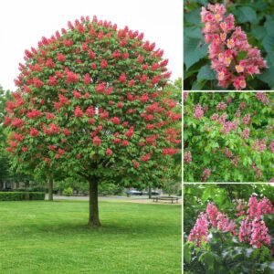 piros-viragu-gesztenye-diszfa-ár-Aesculus-×-carnea-Briotii-fa-www.koronakert.hu