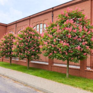 piros virágú vadgesztenye, Aesculus × carnea Briotiifajta, Aesculus × carnea Briotiifajta ár, piros virágú vadgesztenye vásárlás, Aesculus × carnea eladó, piros vadgesztenye konténeres, Aesculus carnea Briotiifajta rendelés, piros virágú vadgesztenye ültetése, Aesculus × carnea gondozása, piros virágú vadgesztenye metszése, Aesculus × carnea növekedés, piros virágú vadgesztenye magasság, Aesculus carnea Briotiifajta sövény, piros virágú vadgesztenye konténer méret, Aesculus × carnea fagytűrés, piros virágú vadgesztenye betegségek, Aesculus × carnea telepítési távolság, piros virágú vadgesztenye kertbe, Aesculus × carnea Briotiifajta vélemények, piros virágú vadgesztenye tippek, Aesculus × carnea díszfa, piros virágú vadgesztenye elültetése, Aesculus × carnea Briotiifajta webshop, piros virágú vadgesztenye rendelés, Aesculus × carnea növény árak, piros virágú vadgesztenye online vásárlás, Aesculus × carnea Briotiifajta ültetési útmutató, piros virágú vadgesztenye gondozási tanácsok, Aesculus × carnea Briotiifajta téli gondozás, piros virágú vadgesztenye virágzás ideje, Aesculus × carnea Briotiifajta jellemzők, piros virágú vadgesztenye méret növekedés.