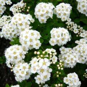 Nipponi gyöngyvessző "Spirea nipponica Snowmound"