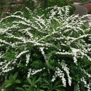 Spirea nipponica Snowmound