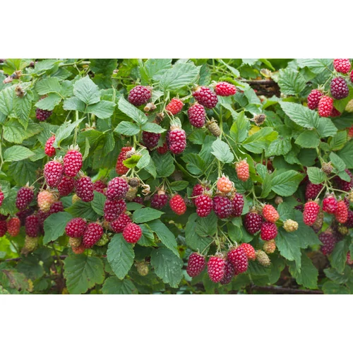 szedermalna_buckingham-tayberry-2