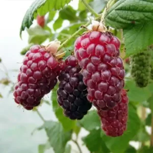 szedermalna_buckingham-tayberry