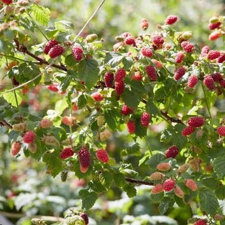 szedermalna_buckingham-tayberry-4