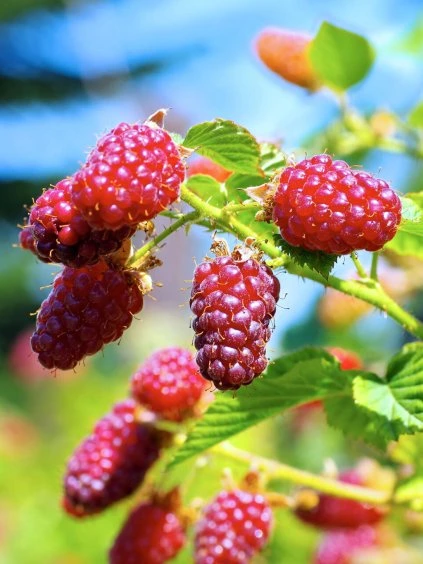 szedermalna_buckingham-tayberry7