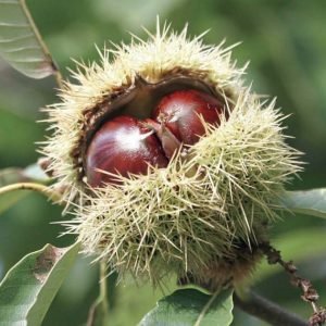 szelíd-gesztenye-Bouche-de-Betizacfa-cserepes-csemete-ára-Castanea-sativa-www.koronakert.hu