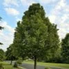 amerikai hárs, amerikai hárs fa, tilia americana, hársfa eladó, hársfa csemete, hársfa facsemete, amerikai hárs csemete, amerikai hárs vásárlás, hársfa rendelés, hársfa ár, mézelő fa, legjobb mézelő fák, hárs mézelő fa, mézelő erdő telepítés, méhlegelő fa, méhbarát fák, hárs méz alapanyag, hársfa mézhozam, méhészeti faültetés, hársfa ültetése, amerikai hárs ültetési távolság, hársfa növekedése, hársfa gondozása, hársfa vízigénye, gyorsan növő árnyékadó fa, nagy lombú fa kertbe, parkfa ültetés, árnyékot adó fa, parkfa, sorfa, nagy kertbe való fa, díszfa nagy kertbe, szoliter fa, hosszú életű fa, illatos virágú fa, hársfa eladó online, facsemete webáruház, mézelő fa vásárlás, hársfa nagy tételben, erdőtelepítés facsemete, méhészeti célú fa, támogatott erdőtelepítés fa, melyik a legjobb hársfa mézeléshez, amerikai hárs mézelő képessége, milyen fát ültessünk méztermeléshez, hársfa ültetés méhészethez, mézelő erdő hársból, hársfa parkosításhoz