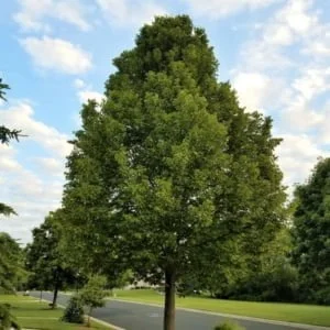 amerikai hárs, amerikai hárs fa, tilia americana, hársfa eladó, hársfa csemete, hársfa facsemete, amerikai hárs csemete, amerikai hárs vásárlás, hársfa rendelés, hársfa ár, mézelő fa, legjobb mézelő fák, hárs mézelő fa, mézelő erdő telepítés, méhlegelő fa, méhbarát fák, hárs méz alapanyag, hársfa mézhozam, méhészeti faültetés, hársfa ültetése, amerikai hárs ültetési távolság, hársfa növekedése, hársfa gondozása, hársfa vízigénye, gyorsan növő árnyékadó fa, nagy lombú fa kertbe, parkfa ültetés, árnyékot adó fa, parkfa, sorfa, nagy kertbe való fa, díszfa nagy kertbe, szoliter fa, hosszú életű fa, illatos virágú fa, hársfa eladó online, facsemete webáruház, mézelő fa vásárlás, hársfa nagy tételben, erdőtelepítés facsemete, méhészeti célú fa, támogatott erdőtelepítés fa, melyik a legjobb hársfa mézeléshez, amerikai hárs mézelő képessége, milyen fát ültessünk méztermeléshez, hársfa ültetés méhészethez, mézelő erdő hársból, hársfa parkosításhoz