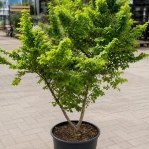 Törpe szil "Ulmus Elegantissima Jacqueline Hillier" (cserepes bonsai dísznövény)