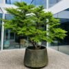 Törpe szil "Ulmus Elegantissima Jacqueline Hillier" (cserepes bonsai dísznövény)