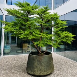 Törpe szil "Ulmus Elegantissima Jacqueline Hillier" (cserepes bonsai dísznövény)