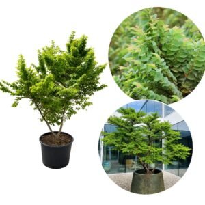 Törpe szil "Ulmus Elegantissima Jacqueline Hillier" (cserepes bonsai dísznövény)