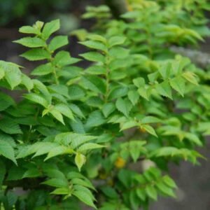 Törpe szil "Ulmus Elegantissima Jacqueline Hillier" (cserepes bonsai dísznövény)