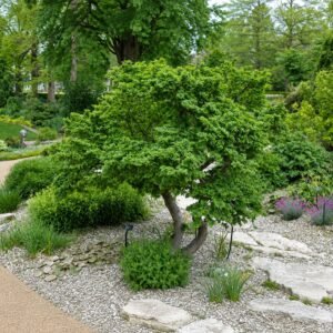Törpe szil "Ulmus Elegantissima Jacqueline Hillier" (cserepes bonsai dísznövény)