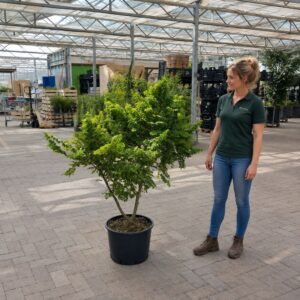 Törpe szil "Ulmus Elegantissima Jacqueline Hillier" (cserepes bonsai dísznövény)